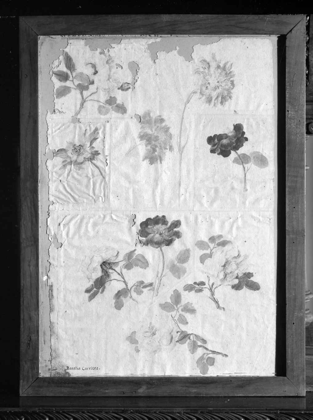Fiori - Palazzo Vianelli
